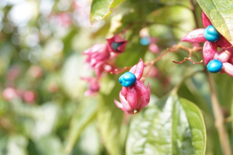 Clerodendrum trichotomum_03